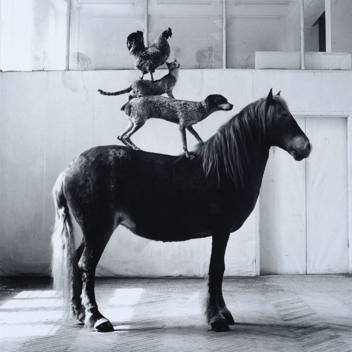 Piramida zwierząt w pracowni ASP, Kozyra Katarzyna