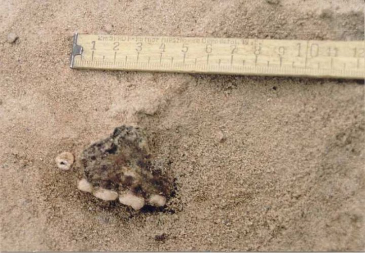 Pozostałość po pochówku szkieletowym