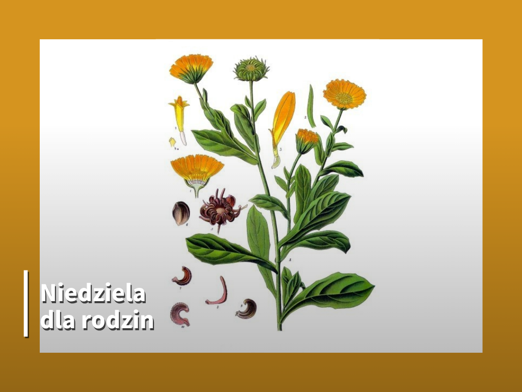 Niedziela dla rodzin: Warsztaty z tworzenia kosmetyków z nagietka